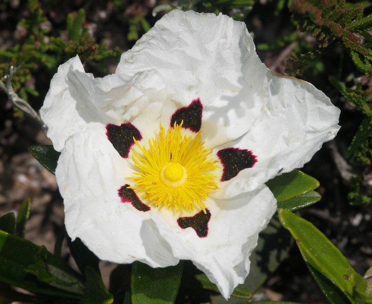 Gum Cistus 1