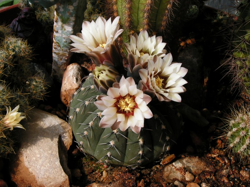 Gymnocalycium stellatum20100503 105
