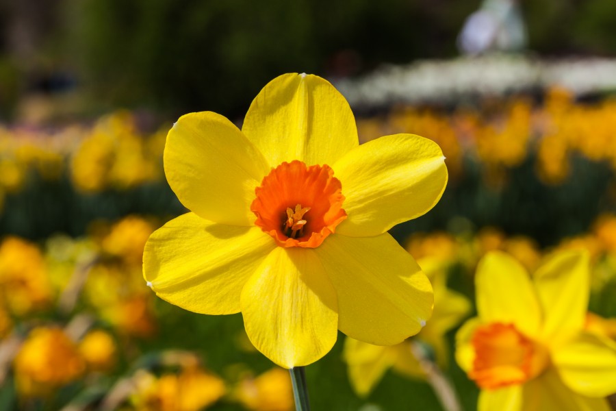 Híbrida de Narcissus 'Red Devon', Jardín Botánico de Múnich, Alemania, 2013-05-04, DD 01