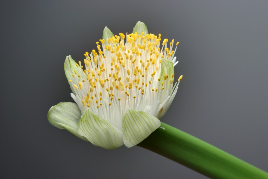 Haemanthus albiflos BW 1