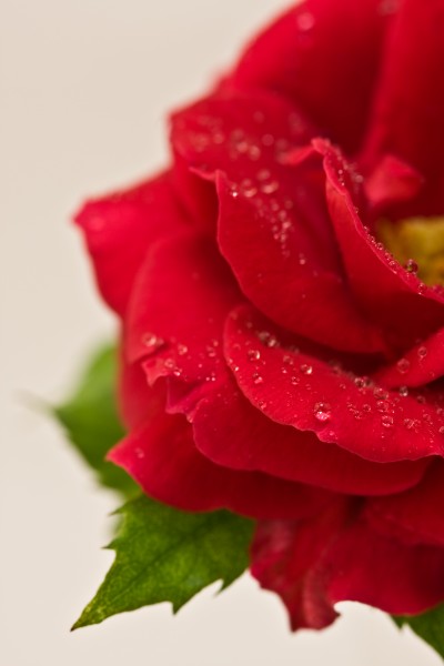 Half a rose (2542973219)