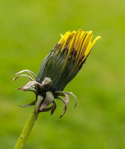 Half open bloemknop van een paardenbloem (Taraxacum officinale). Locatie, Tuinreservaat Jonkervallei 02