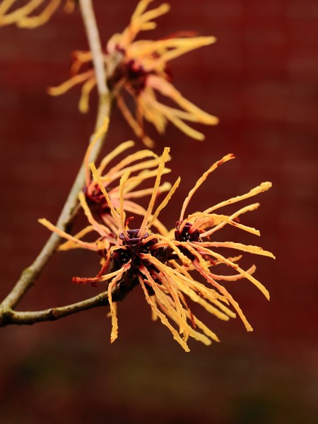Hamamelis x intermedia 'Aphrodite' (toverhazelaar) 02