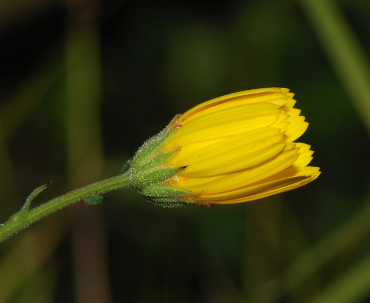 Hawkweed 2007-3