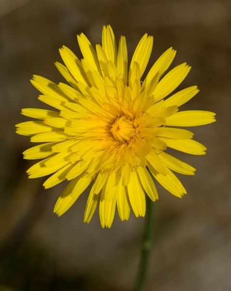 Hawkweed 2007-5