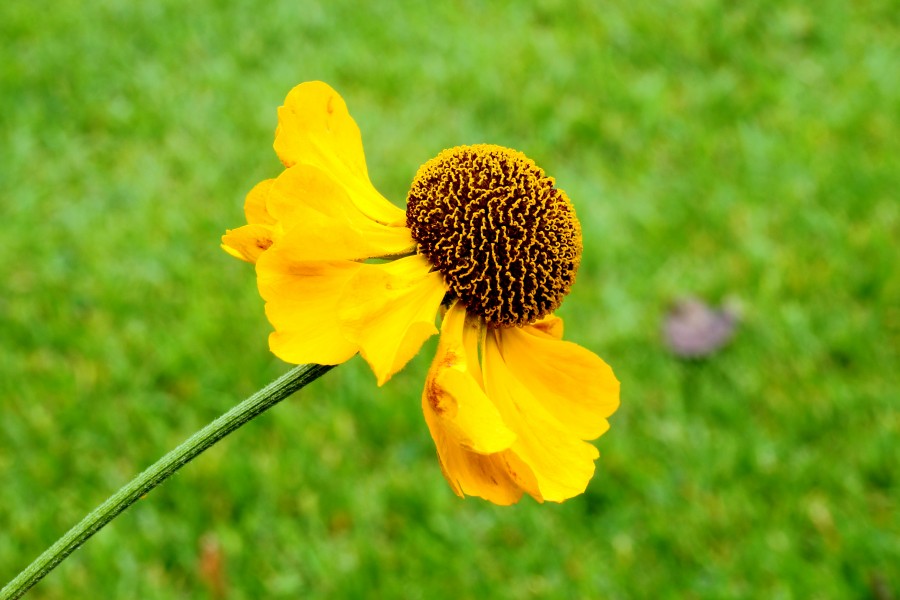 Helenium 'El Dorado'. Locatie Tuinreservaat Jonkervallei 02