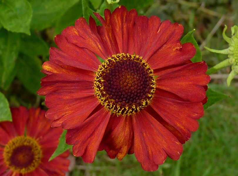 Helenium 'Indianersommer' J2
