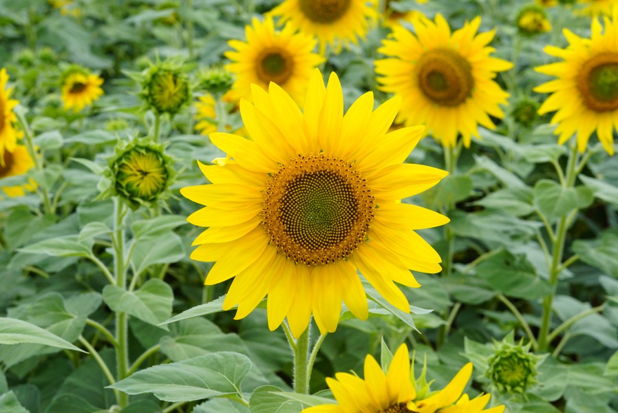 Helianthus annuus 00001