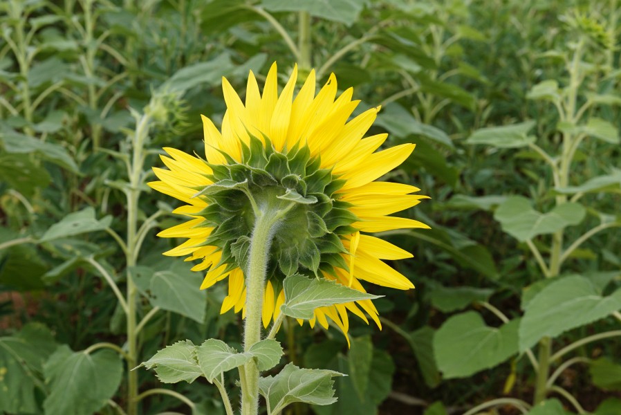 Helianthus annuus 00038