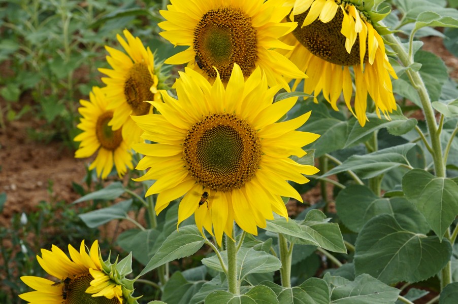 Helianthus annuus 00064