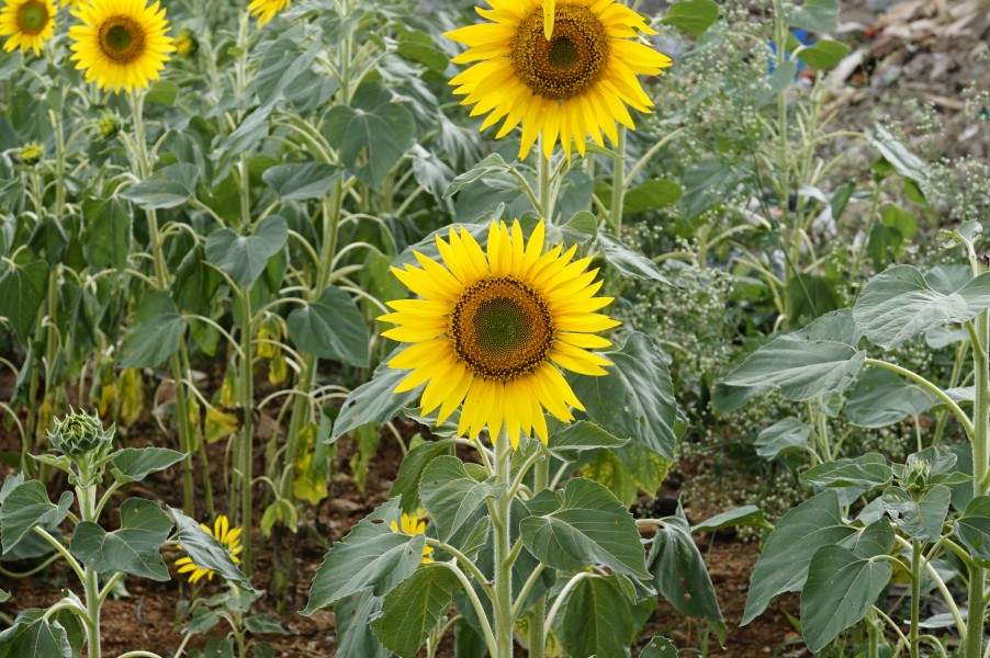 Helianthus annuus 9946