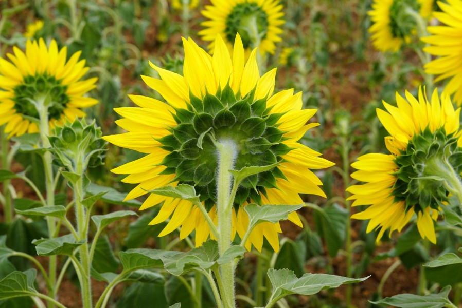 Helianthus annuus 9952