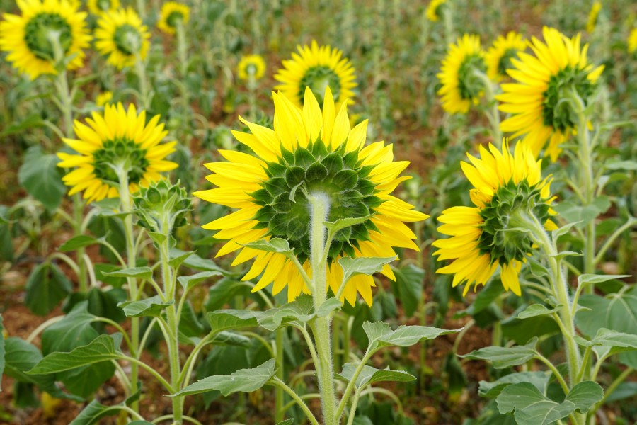 Helianthus annuus 9955