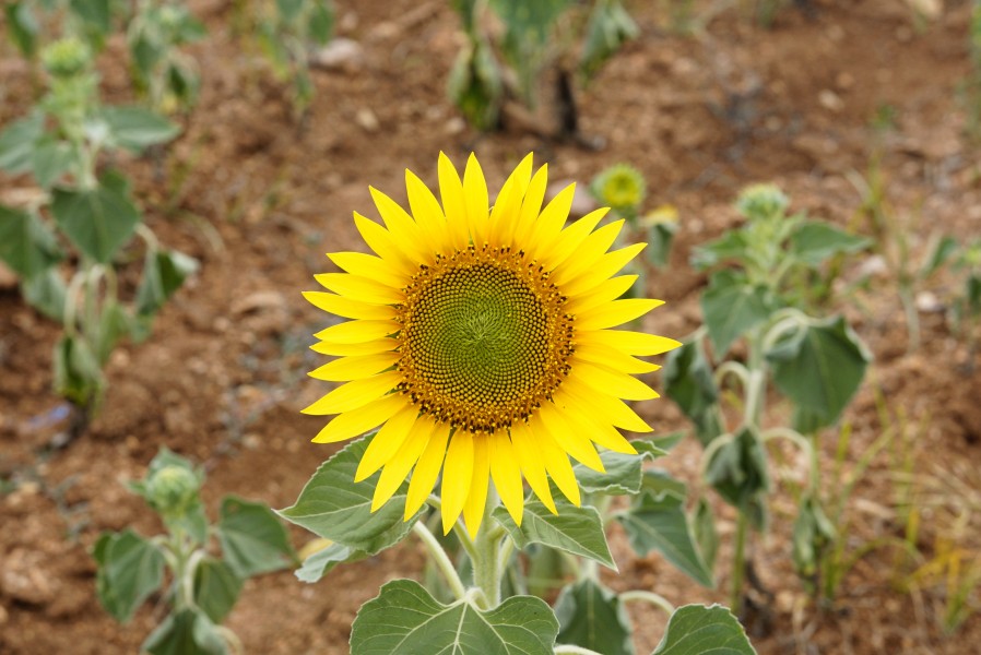Helianthus annuus 9968
