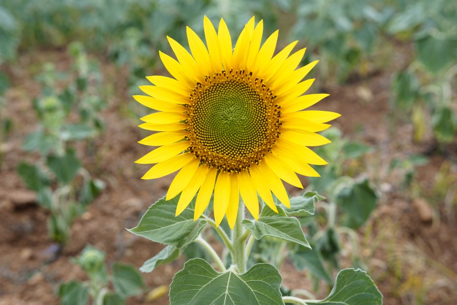 Helianthus annuus 9977
