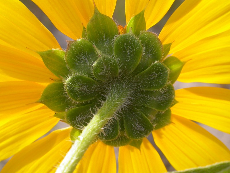 Helianthus annuus (4032132202)
