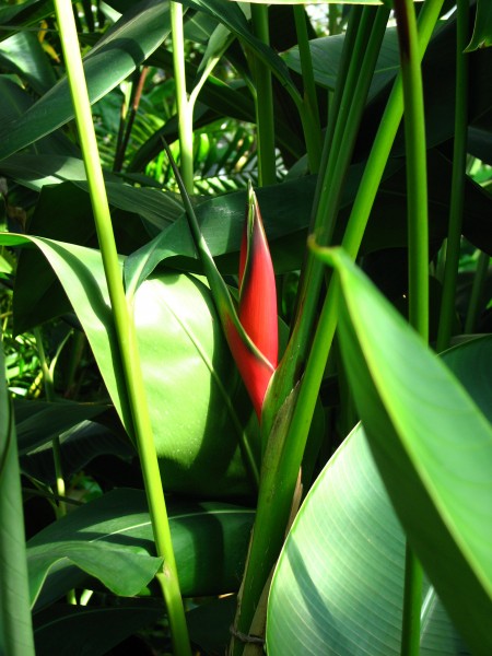 Heliconia sp. 01