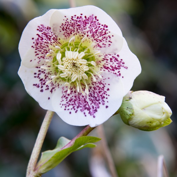 Hellebore (246419663)