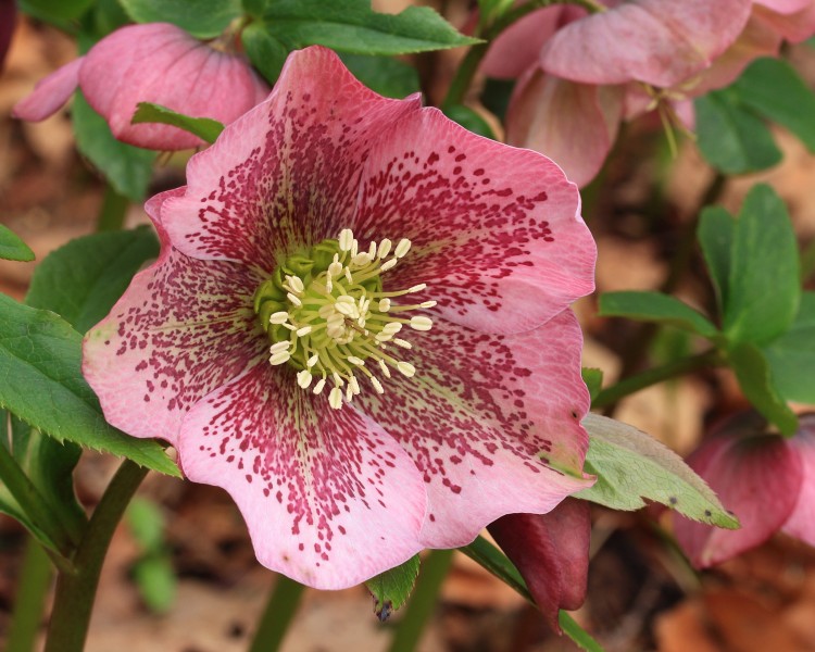 Helleborus orientalis. Lenteroos 04