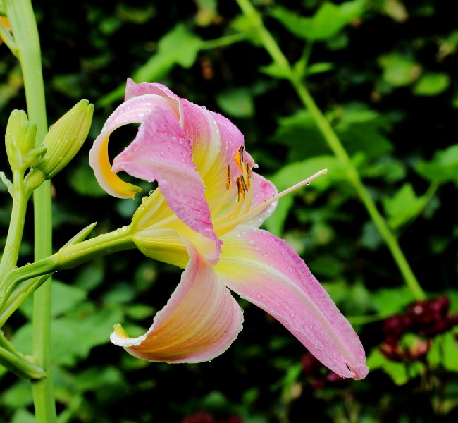 Hemerocallis 'Catherine Woodbury'. Locatie, Tuinen Mien Ruys