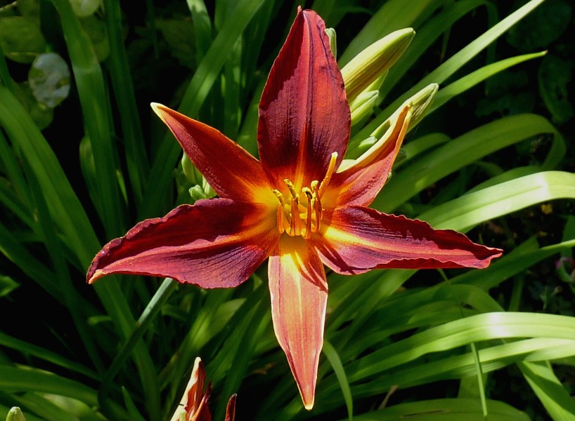 Hemerocallis 'Sammy Russell' J1