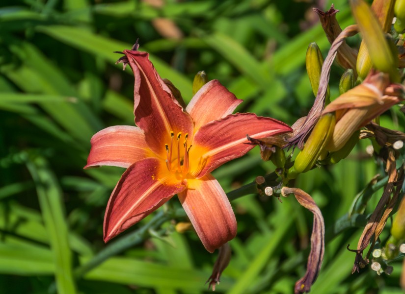 Hemerocallis Neyron Rose in Jardin botanique de la Charme 05