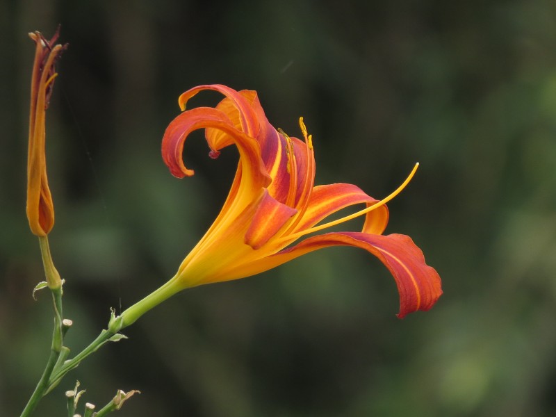 Hemerocallis sp. - Flickr - Alejandro Bayer
