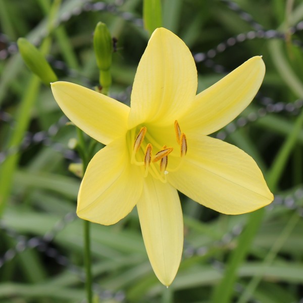 Hemerocallis vespertina (flower s5)