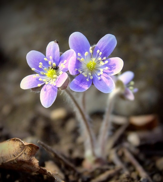 Hemlock Ridge Preserve (6) (13810618455)