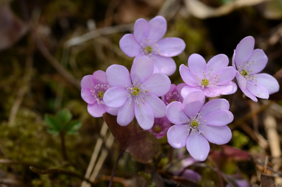 Hepatica nobilis rosa