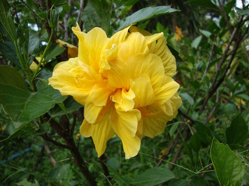 Hibiscus cultivar (2)