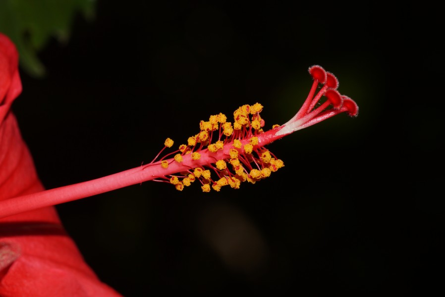 Hibiscus flower 05032