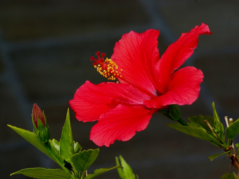 Hibiscus rosa-sinensis2 43