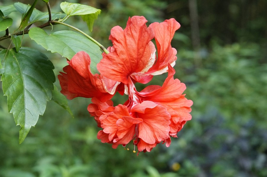 Hibiscus rosa-sinensis 9068