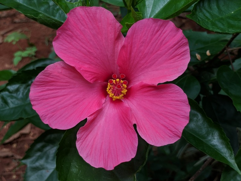 Hibiscus rosa-sinensis 21
