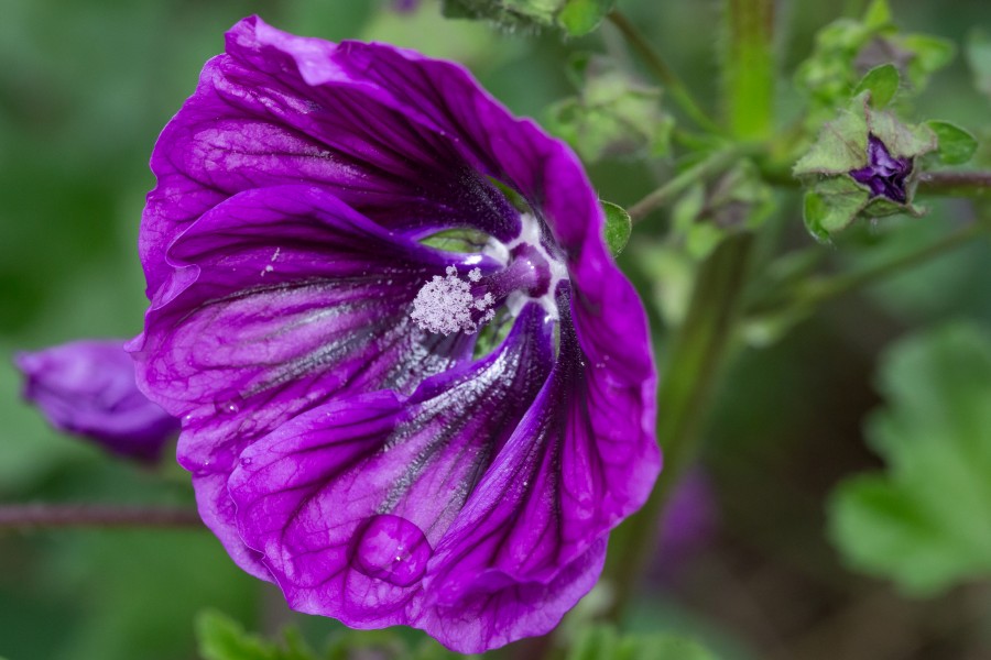 Hibiscus Verrières