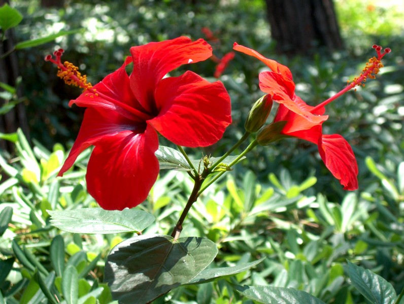 Hibiskus bluetten