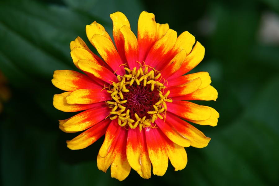 Hippie-flower - Virginia - ForestWander