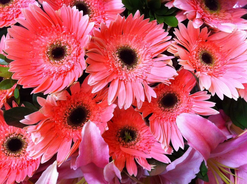 HK Central flowers City Hall art expo pink n red pattern Nov-2012