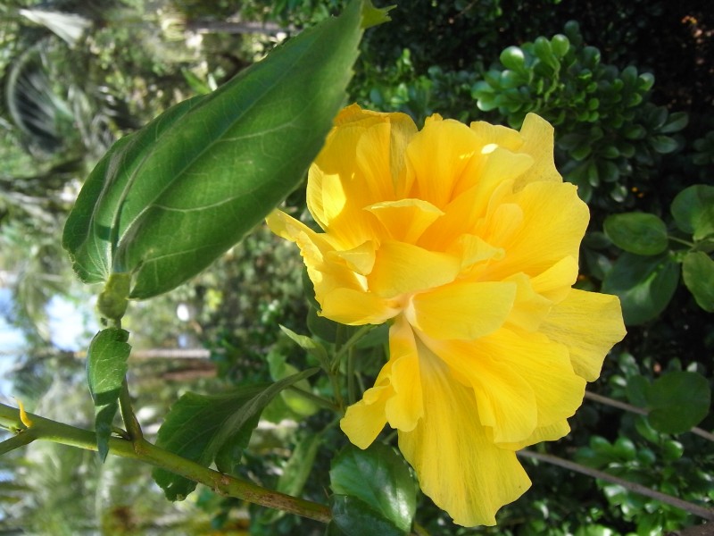 HK Shatin Tai Chung Kiu Road yellow flower Sept-2012