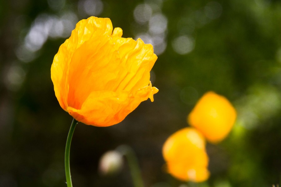 Hortus Botanicus 2013 11 (8857445952)