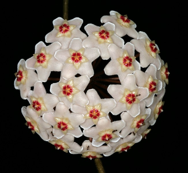 Hoya carnosa 1DS-II 7086
