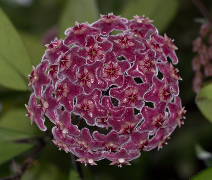 Hoya pubicalyx (70261)