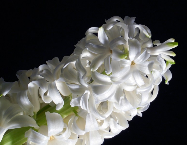 Hyacinth (Hyacinthus)