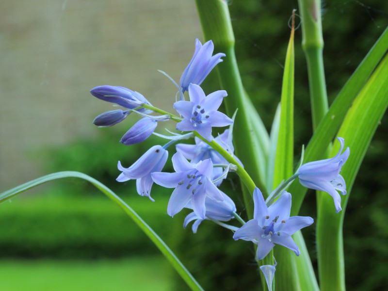 Hyacinthoides non-scripta 05