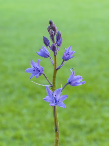 Hyacinthoides non-scripta, bastaard van Hyacinthoides hispanica. Boshyacint. d.j.b. 05