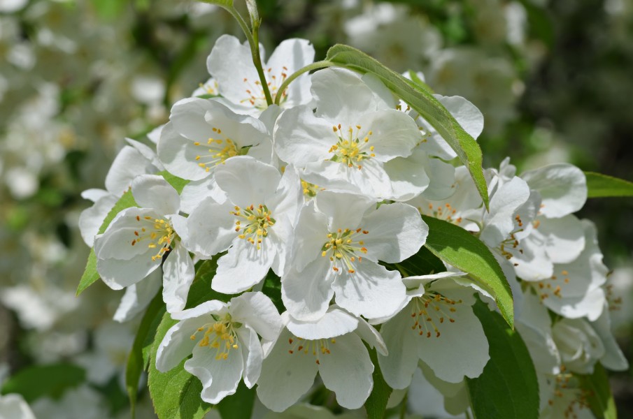 Hybrid Crabapple Malus 'Snowdrift' Closeup 1
