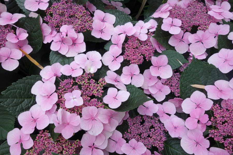 Hydrangea - Longwood Gardens - DSC01070