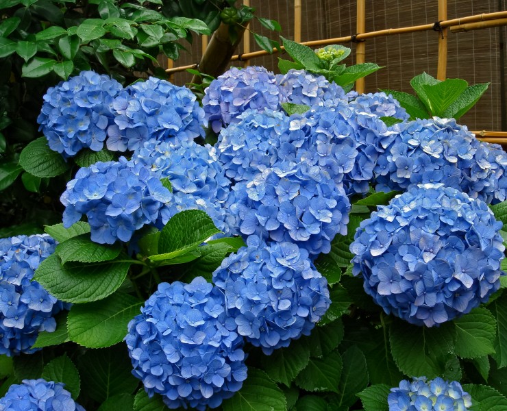 Hydrangea, Tennōji, Osaka