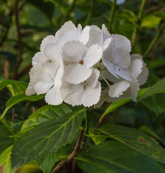 Hydrangea macrophylla. Een mooie witte hortensia bij avondlicht